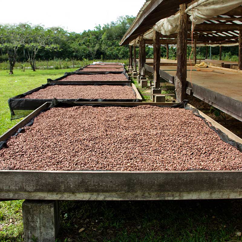 Sechage Feve De Cacao Simia Chocolat